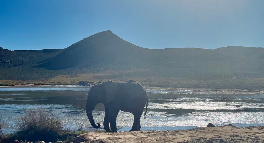 Zuid Afrika safari olifanten